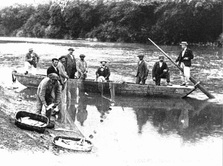 peche alose.jpg